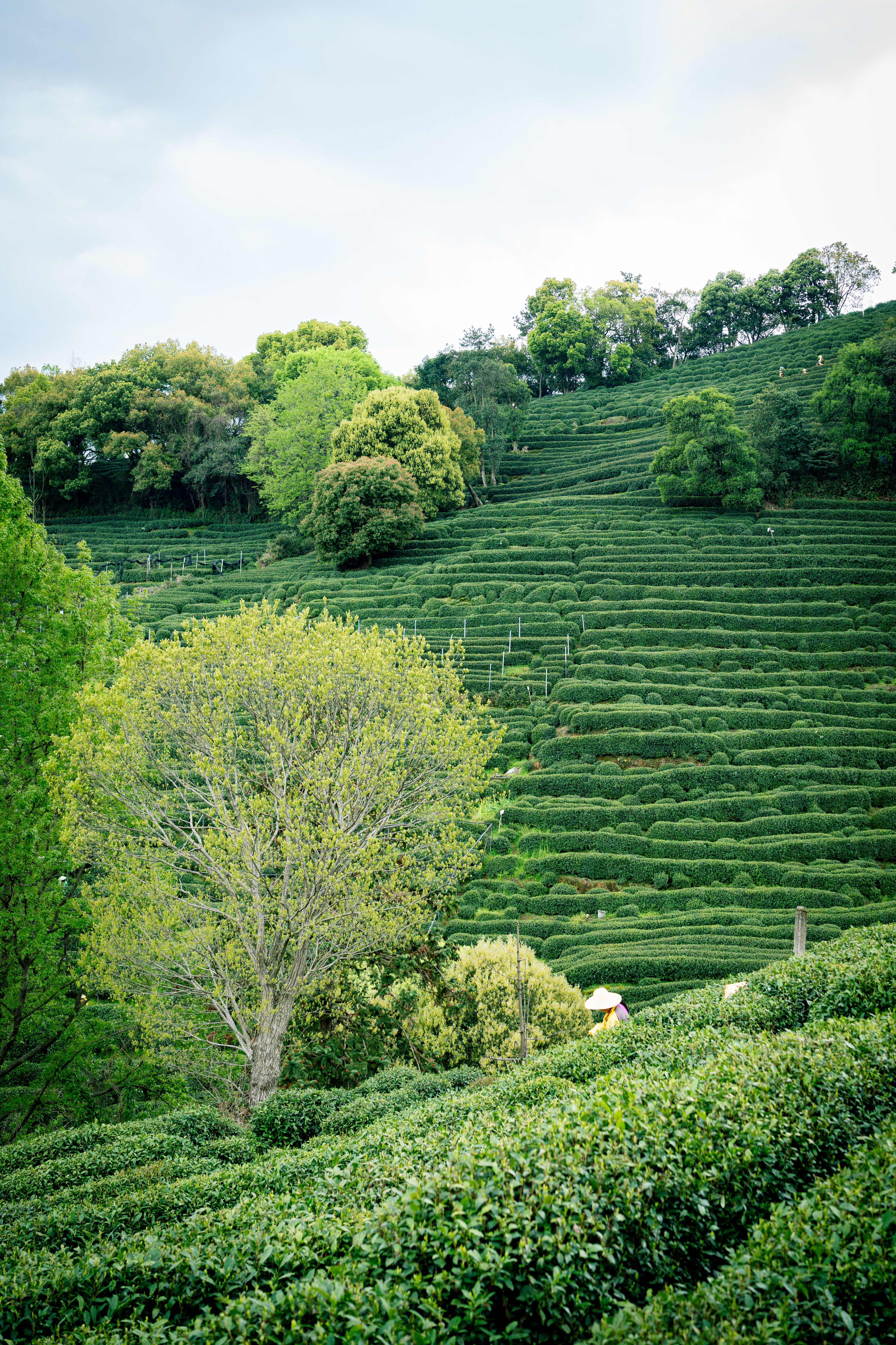 2026-04-04 龙井村 02